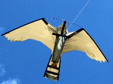 pro kite